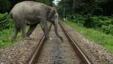 AI Surveillance Prevents Elephant Deaths on Coimbatore Railway Track