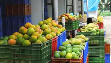 TN Plans Mango Industrial Corridor in Dharmapuri-Krishnagiri