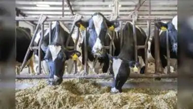 TN Plans 22,500 Milch Cows to Boost Aavin Procurement