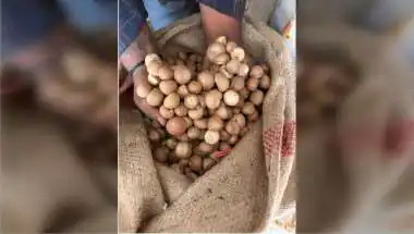 DRI Busts Areca Nut Import Racket; Rs 2,500 Cr Loss Alleged