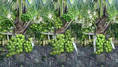 India Tops Global Coconut Production with 31.24% Share