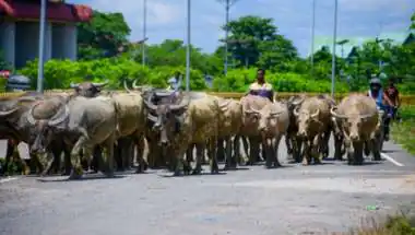 Livestock Insurance Portal Launch: What Farmers Get