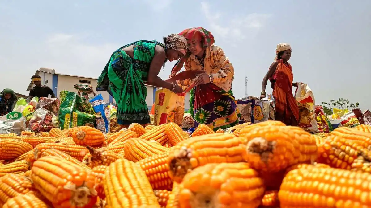 Ethanol Supplies Hit 987 Crore Litres as Maize Becomes Top Feedstock