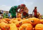 Ethanol Supplies Hit 987 Crore Litres as Maize Becomes Top Feedstock