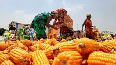 Ethanol Supplies Hit 987 Crore Litres as Maize Becomes Top Feedstock